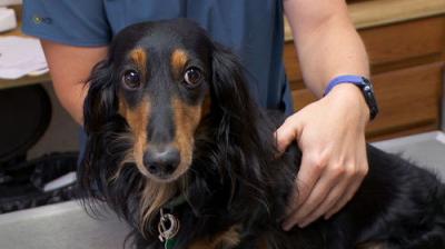 The Incredible Dr. Pol