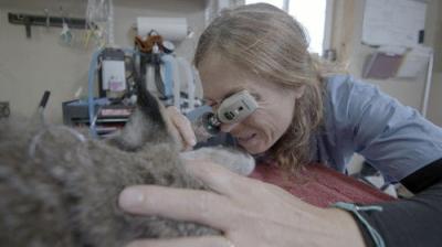 Dr. Oakley, Yukon Vet