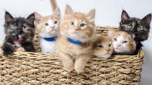 Too Cute filmas žiurėti online