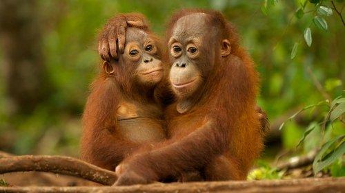 Natural World filmas žiurėti online