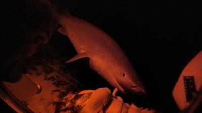 River Monsters