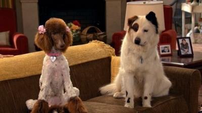 Dog with a Blog
