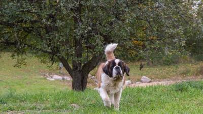 The Incredible Dr. Pol