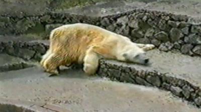 Funniest Pets & People