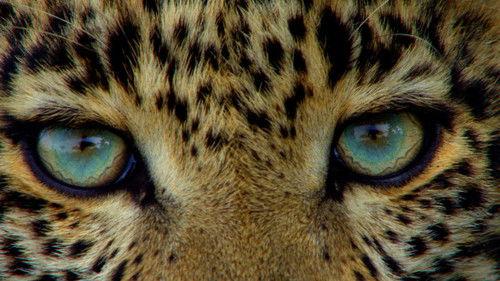 Big Cat Week filmas žiurėti online