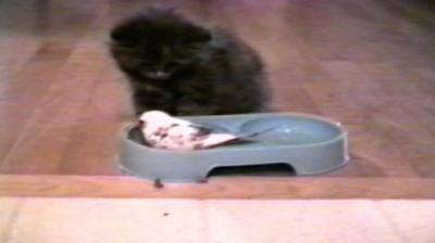 Funniest Pets & People