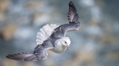 Springwatch