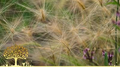 Gardeners' World