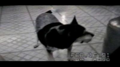 Funniest Pets & People