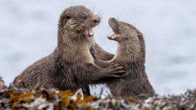Winterwatch