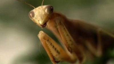 Ancient Aliens
