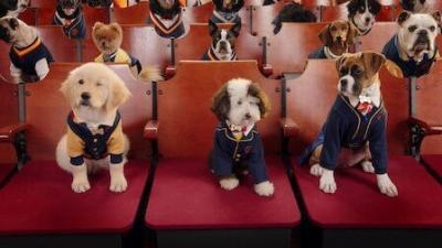 Pup Academy