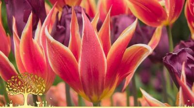 Gardeners' World