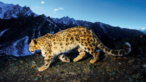 Explorer filmas žiurėti online