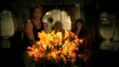 Pushing Daisies