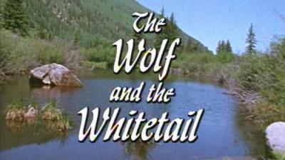 Marty Stouffer's Wild America