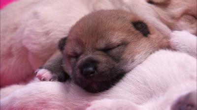 Too Cute