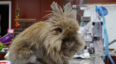 Dr. K's Exotic Animal ER