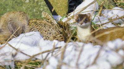 Winterwatch