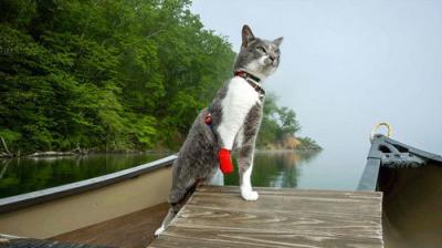 A Cat's-Eye View of Japan