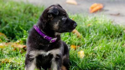 For the Love of Dogs