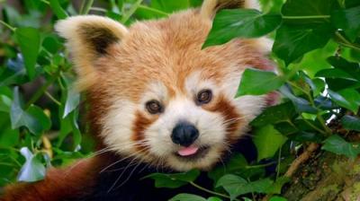 The Secret Life of the Zoo