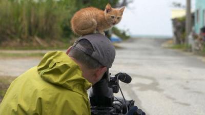 A Cat's-Eye View of Japan