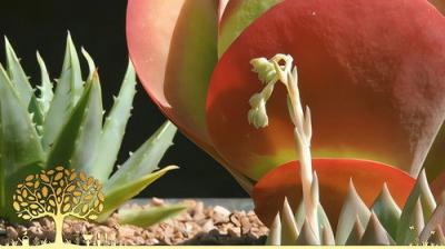 Gardeners' World