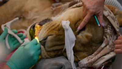 Taronga: Who's Who In The Zoo