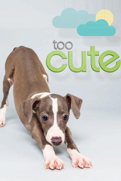 Too Cute filmas online