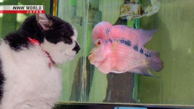 A Cat's-Eye View of Japan