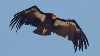 The National Geographic Guide to Birding in North America