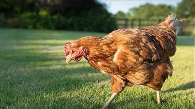 How Do Animals Do That?