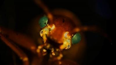 Journey to the Microcosmos