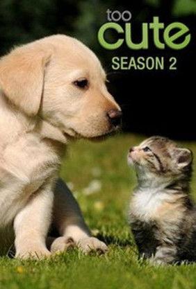 Too Cute filmas online