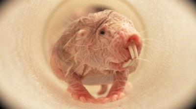 David Attenborough's Natural Curiosities