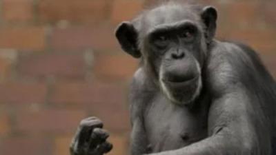 Taronga: Who's Who In The Zoo