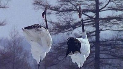Natural World
