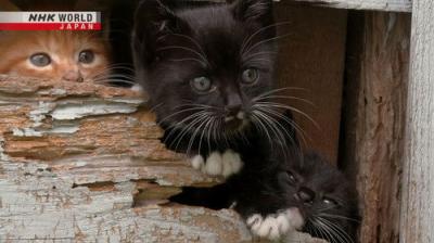 A Cat's-Eye View of Japan