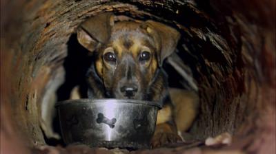 Pit Bulls and Parolees