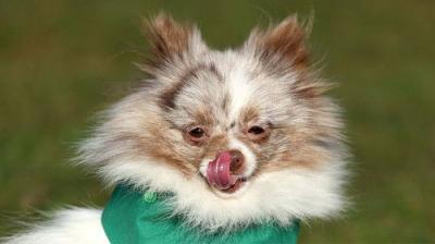 Crufts