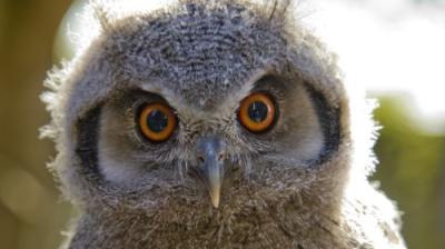 David Attenborough's Natural Curiosities