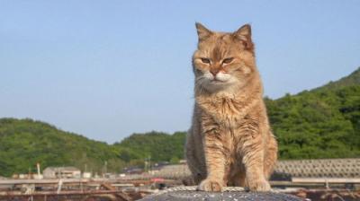 A Cat's-Eye View of Japan