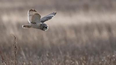 Springwatch