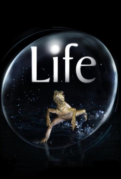 Gyvenimas filmas online