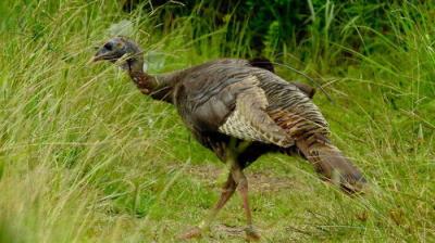 Texas Parks and Wildlife