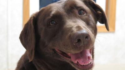 The Incredible Dr. Pol