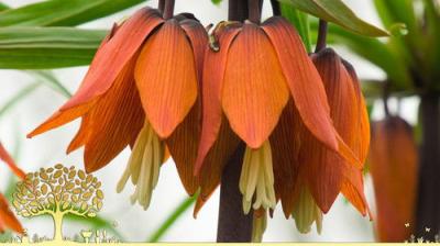 Gardeners' World
