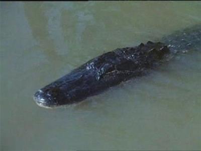 Flipper