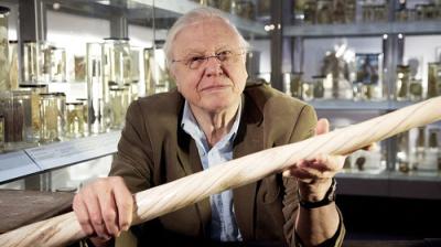 David Attenborough's Natural Curiosities
